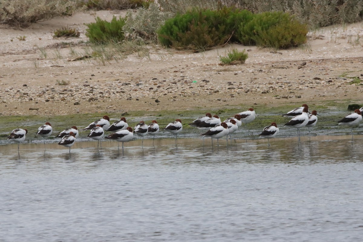 Red-necked Avocet - ML644204496