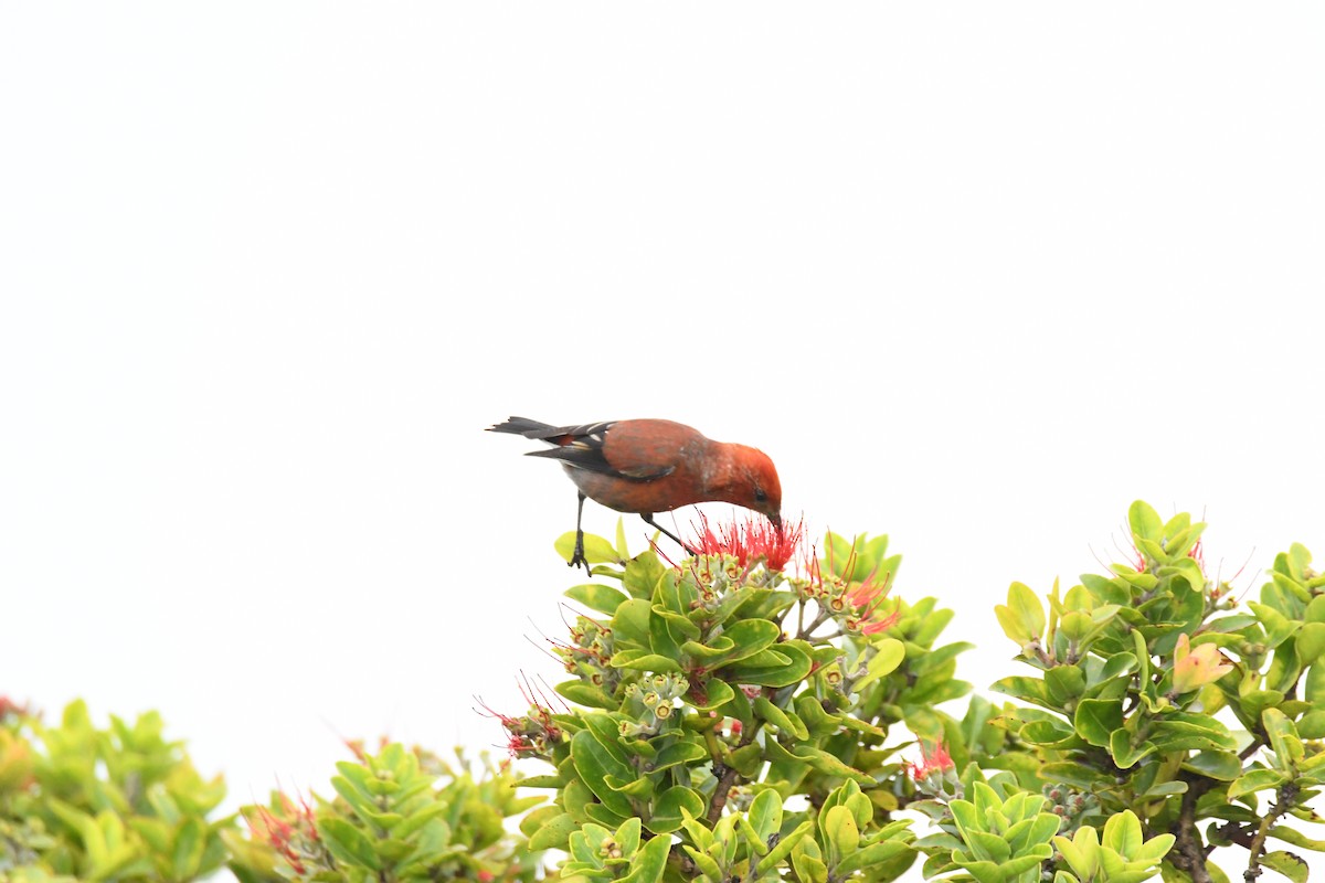 šatovník karmínový - ML644204497