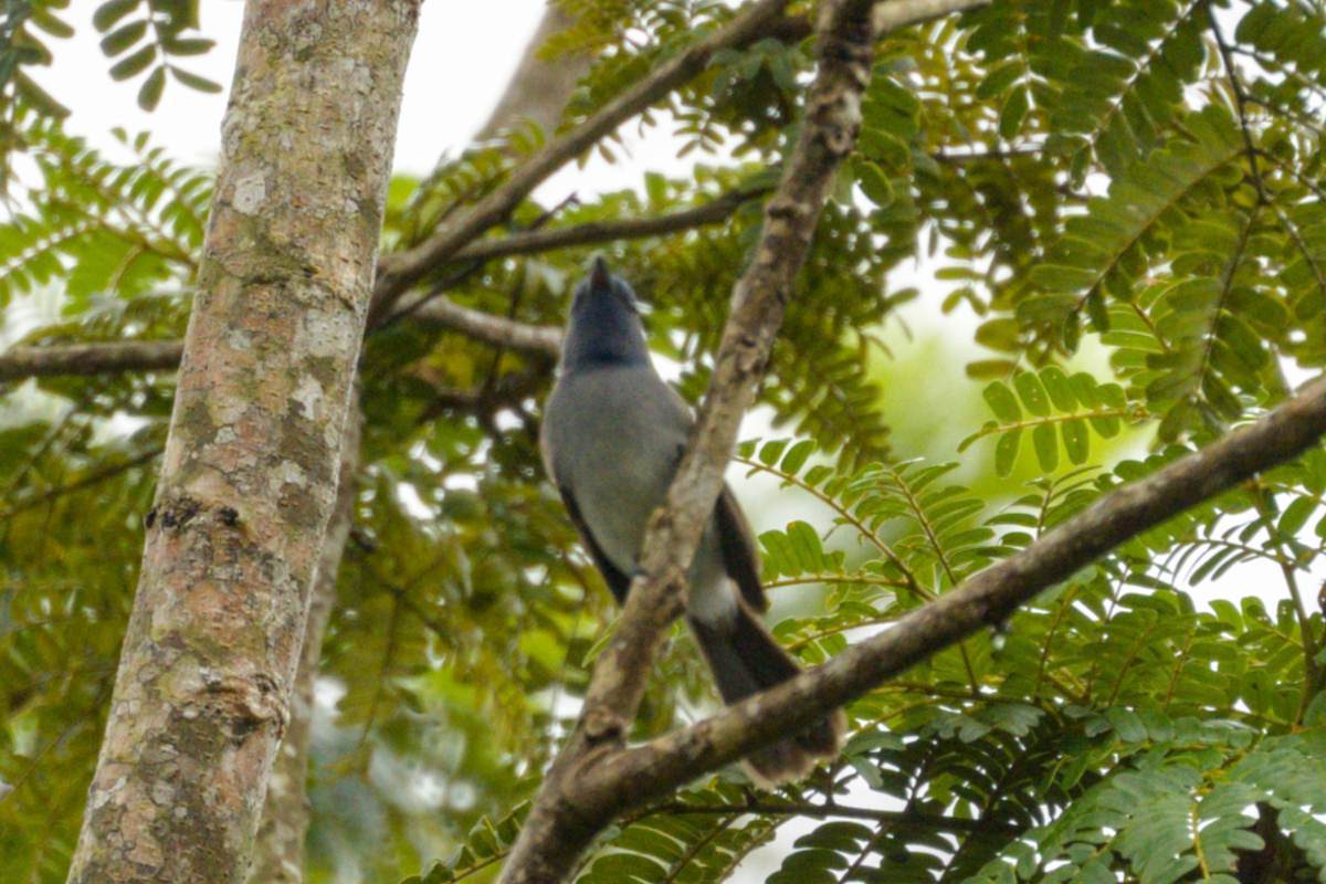 Tchitrec azuré - ML644204507