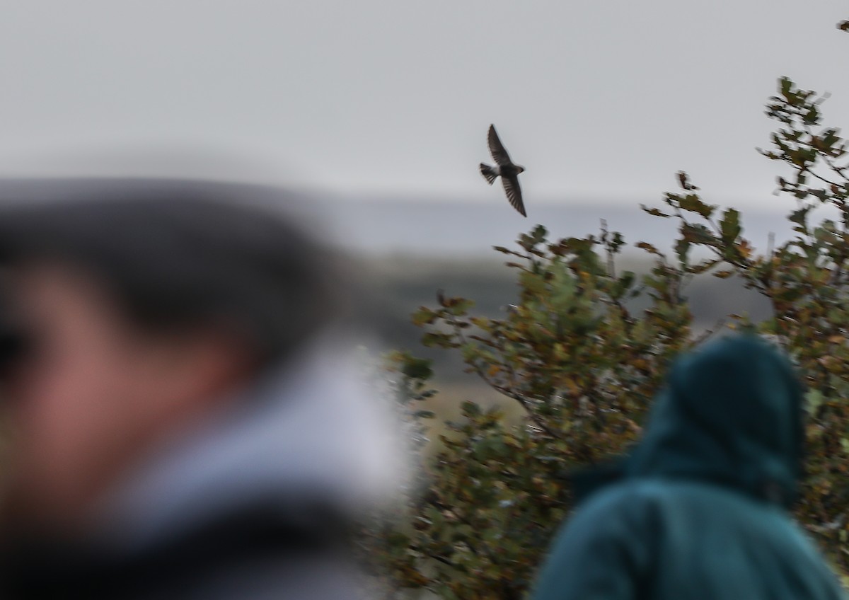 Golondrina Risquera - ML644204508