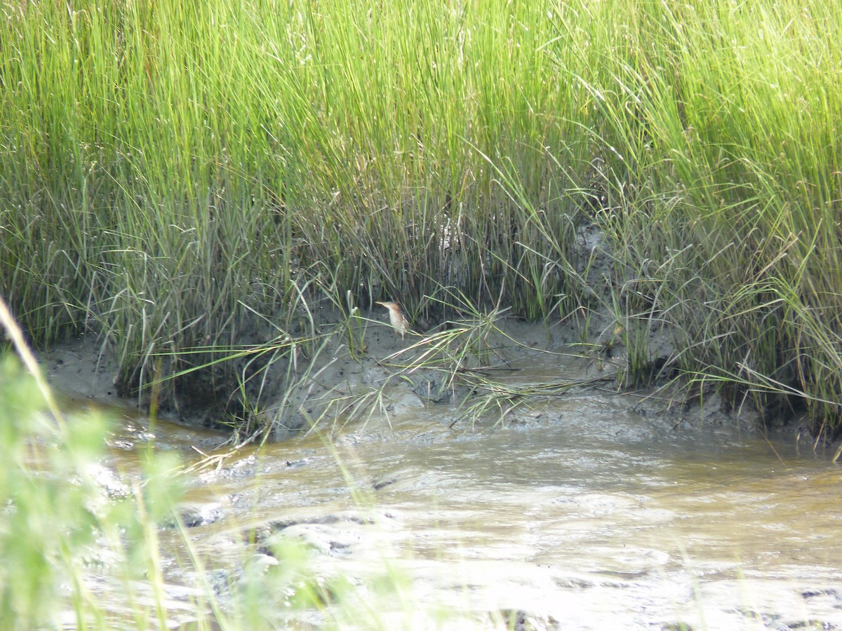 Least Bittern - ML644204521