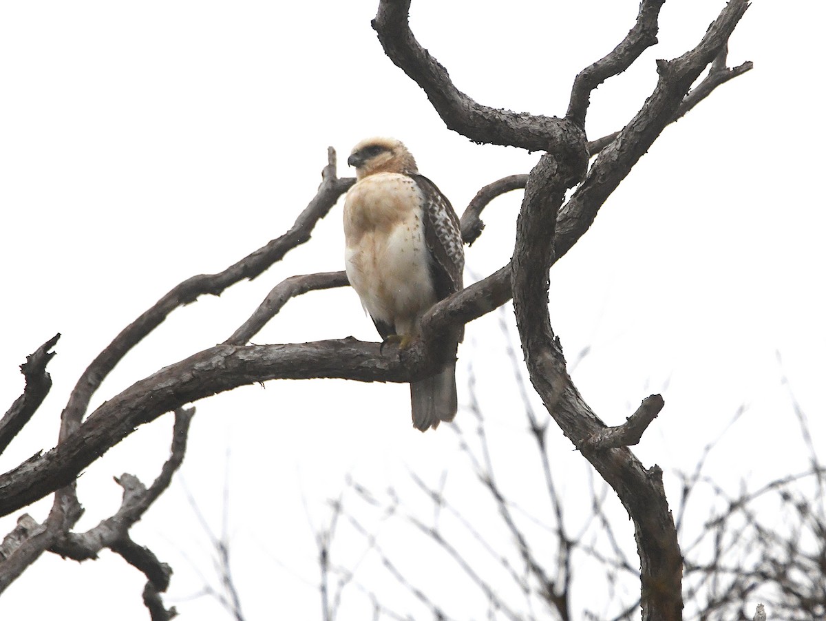 Hawaiian Hawk - ML644204528