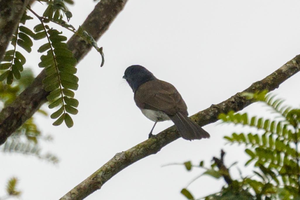 Tchitrec azuré - ML644204530