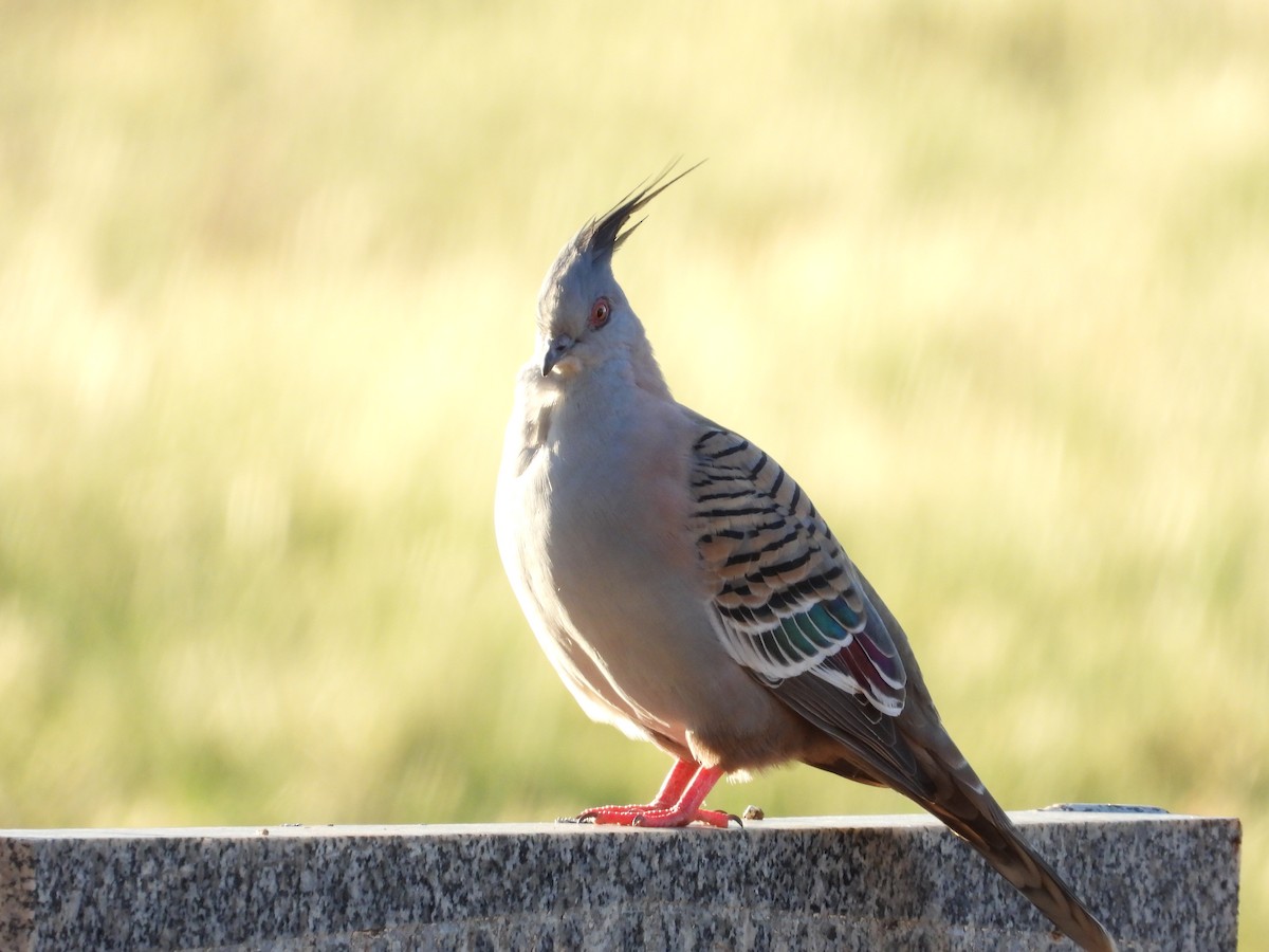 Spitzschopftaube - ML644204531