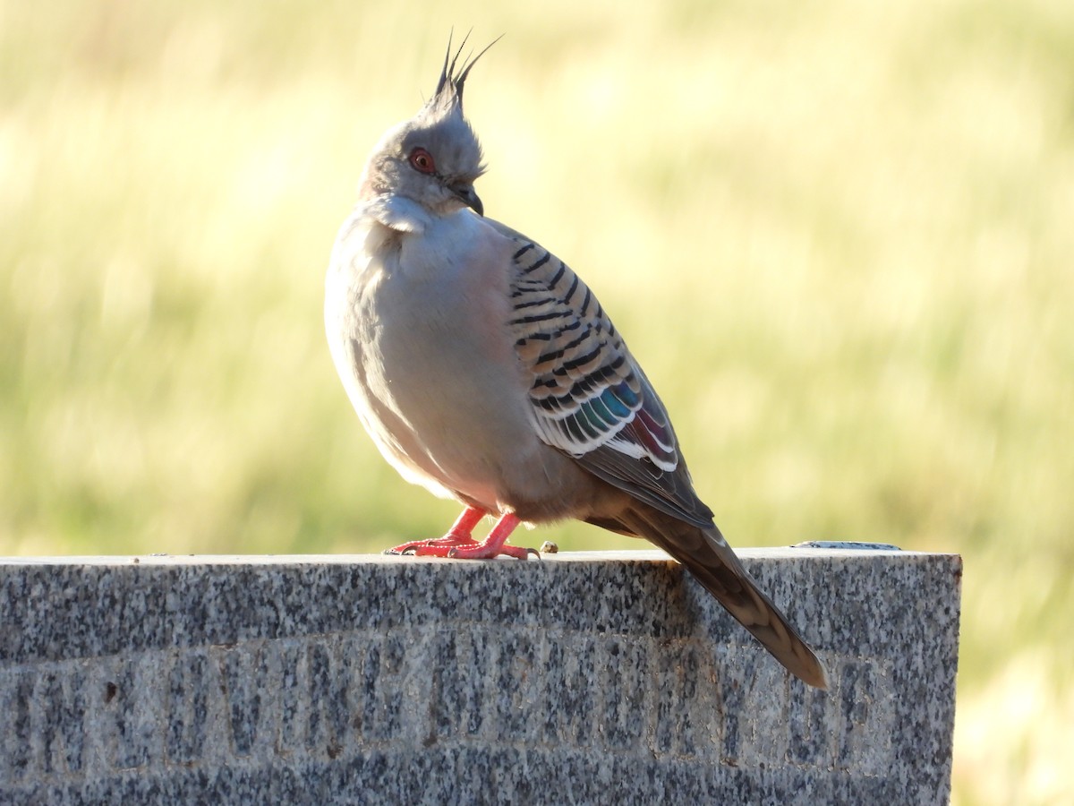 Spitzschopftaube - ML644204532