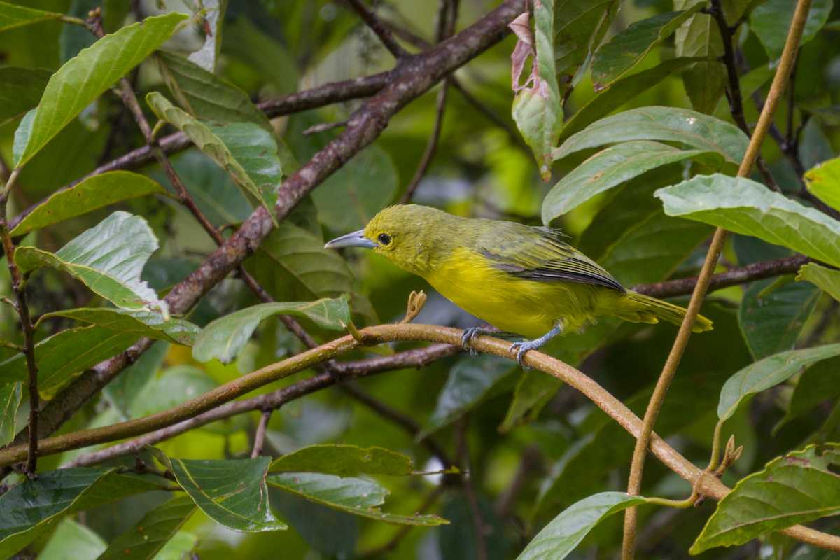 Iora de Lafresnaye - ML644204541