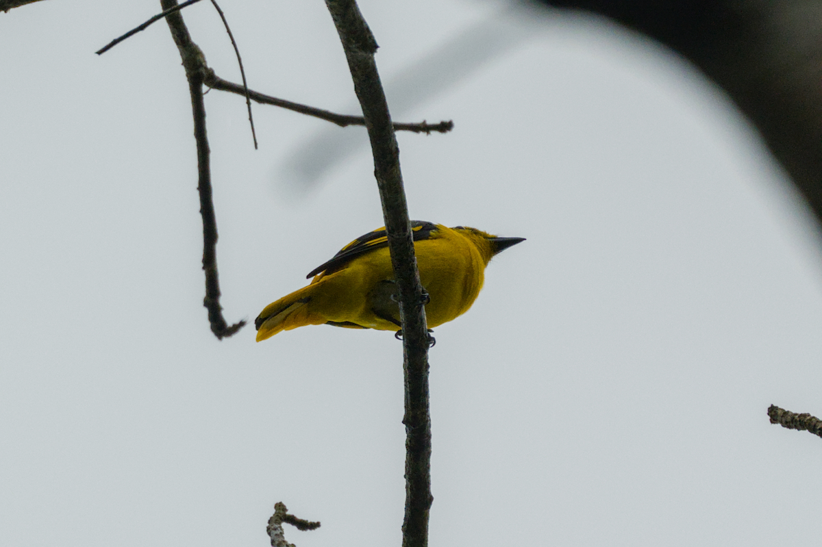 Scarlet Minivet - ML644204548