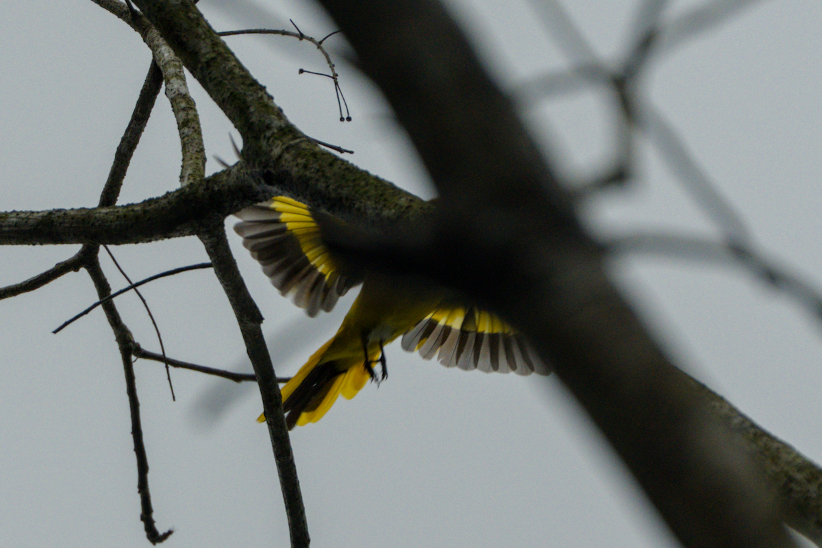 Scarlet Minivet - ML644204551