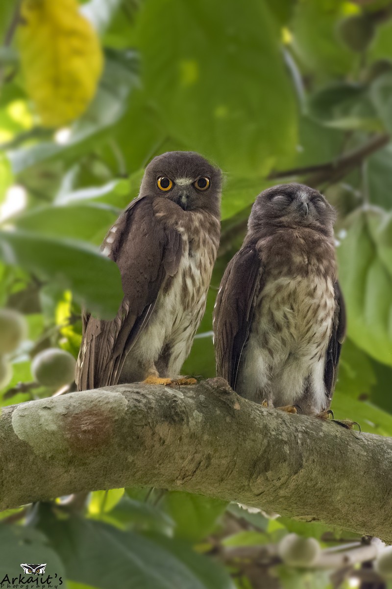 Brown Boobook - ML644204559