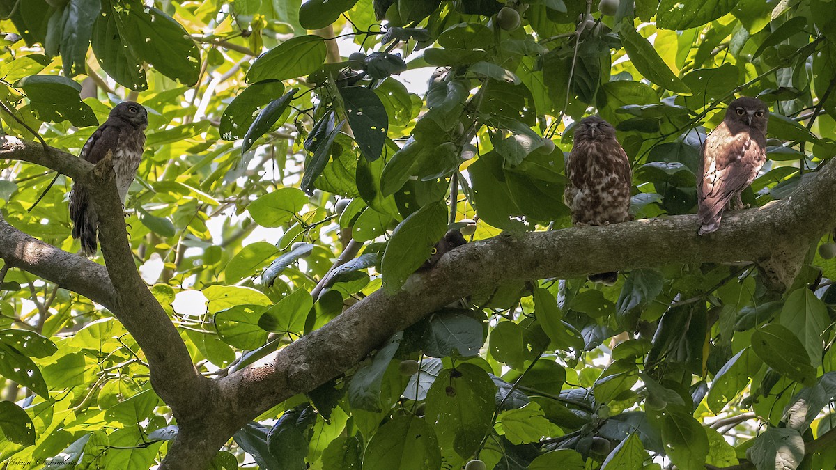 Brown Boobook - ML644204560