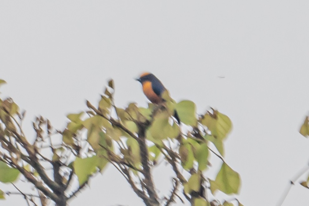 Orange-crowned Euphonia - ML644204564