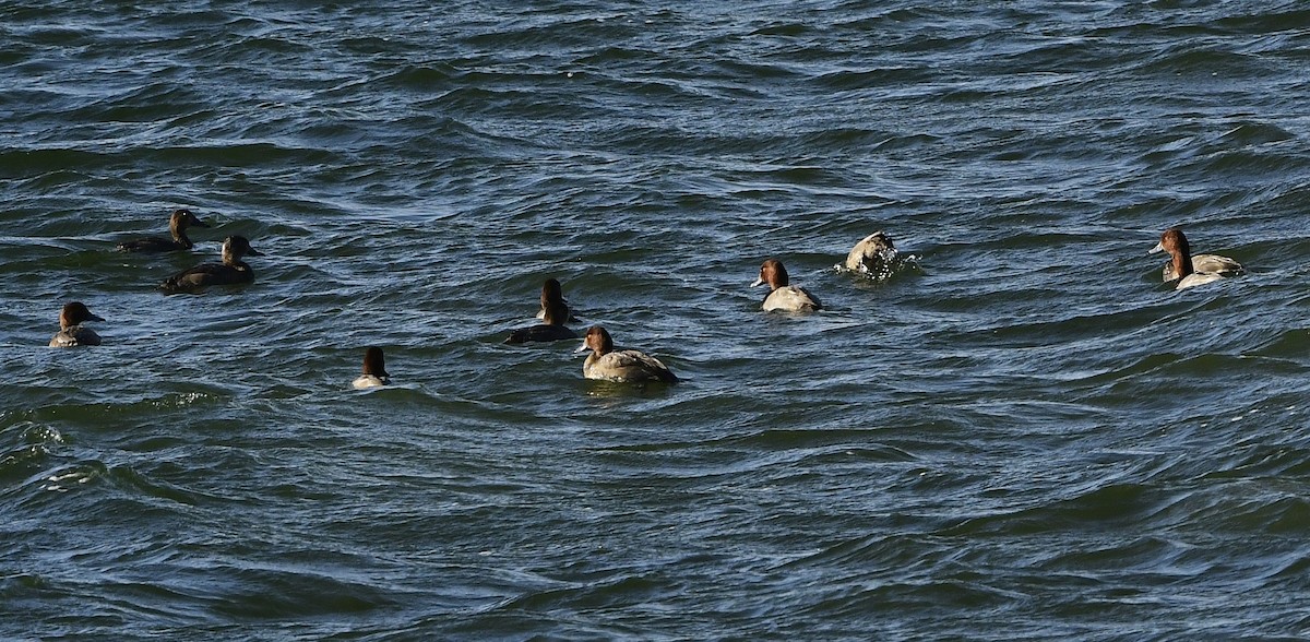 Fuligule à tête rouge - ML644204590