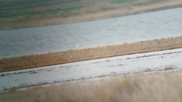 Sociable Lapwing - ML644204591