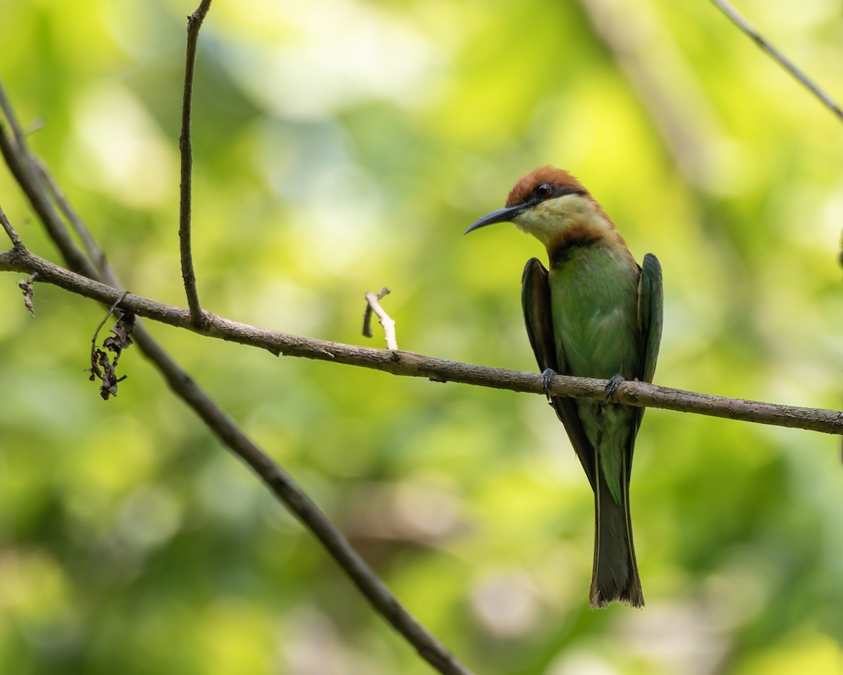 Chestnut-headed Bee-eater - ML644204595