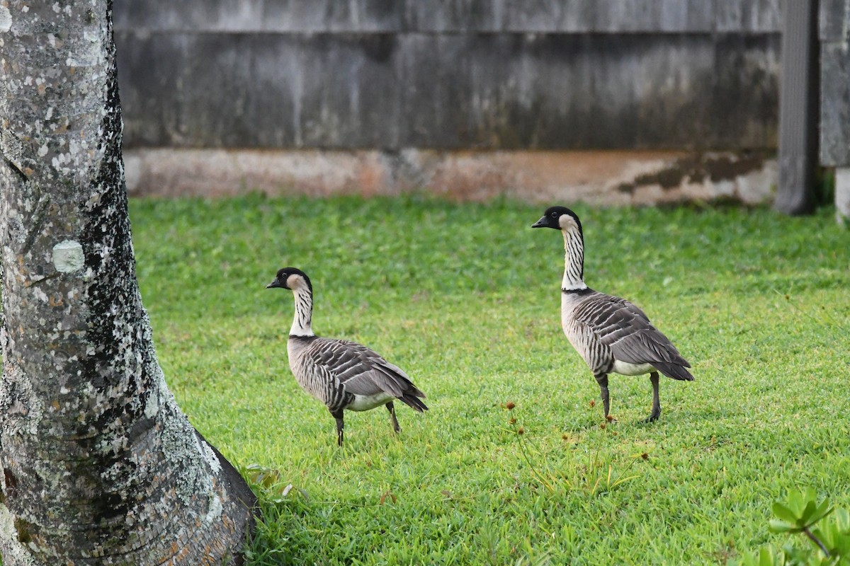 Гавайская казарка - ML644204621