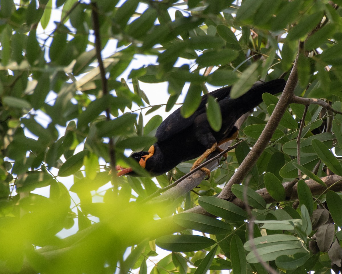 Common Hill Myna - ML644204632