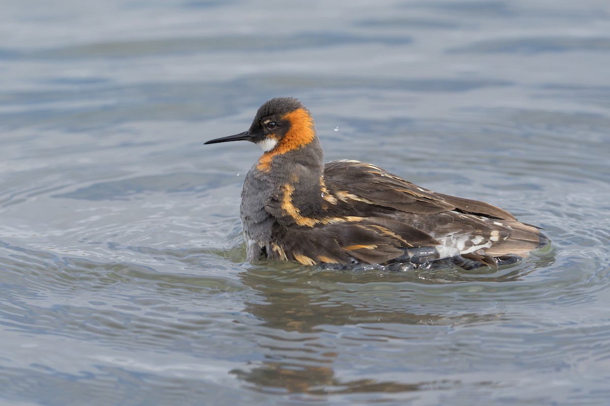 Нарийн сэлээхэй - ML644204658
