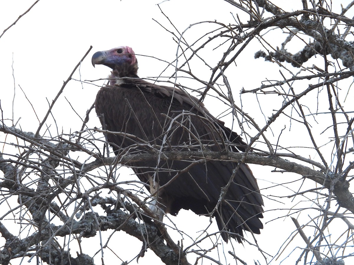 sup ušatý - ML644204685