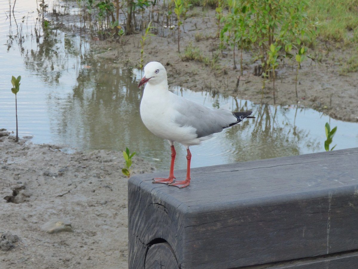 Mouette argentée - ML644204697