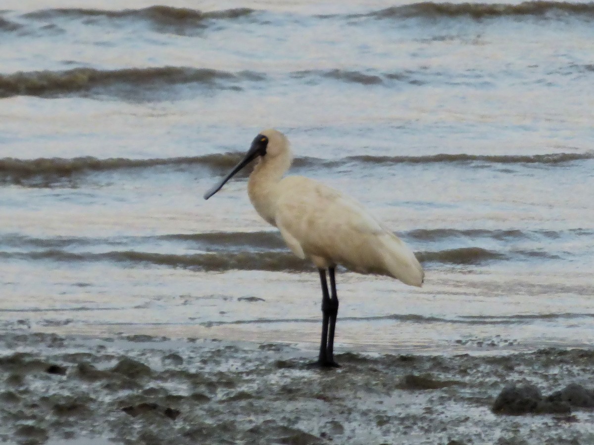 オーストラリアヘラサギ - ML644204699