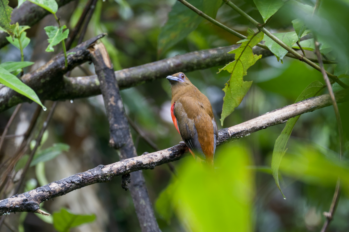 Red-headed Trogon - ML644204701