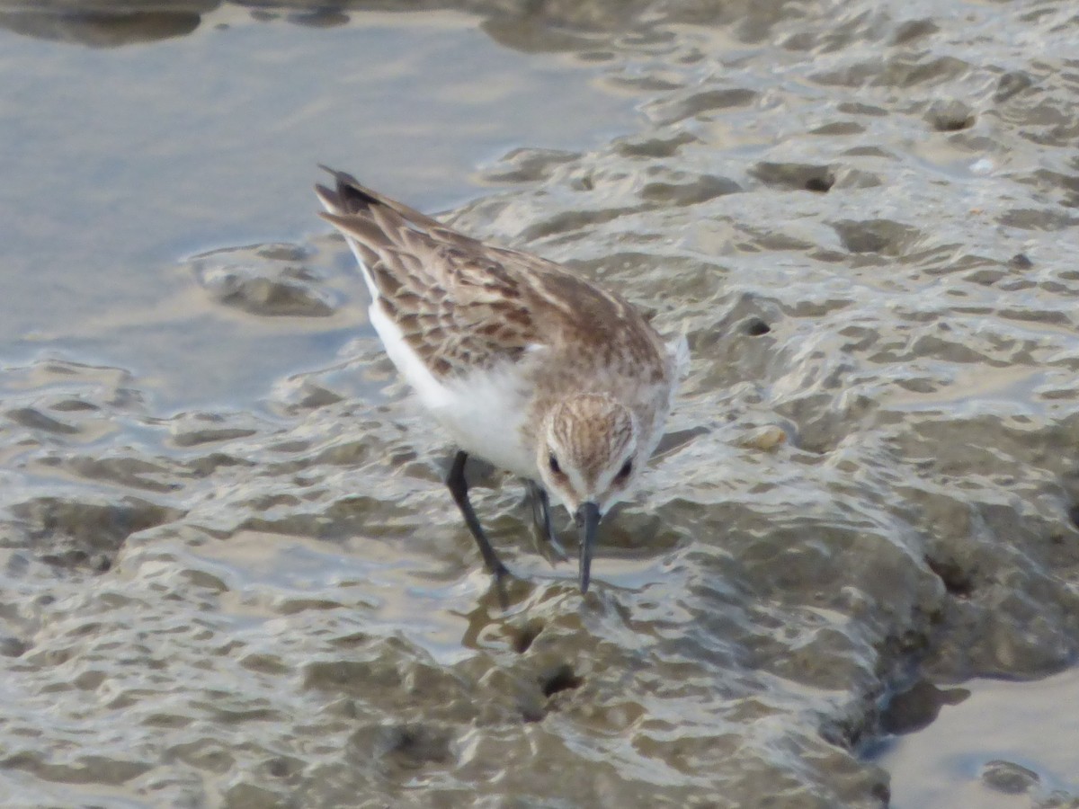 トウネン - ML644204702