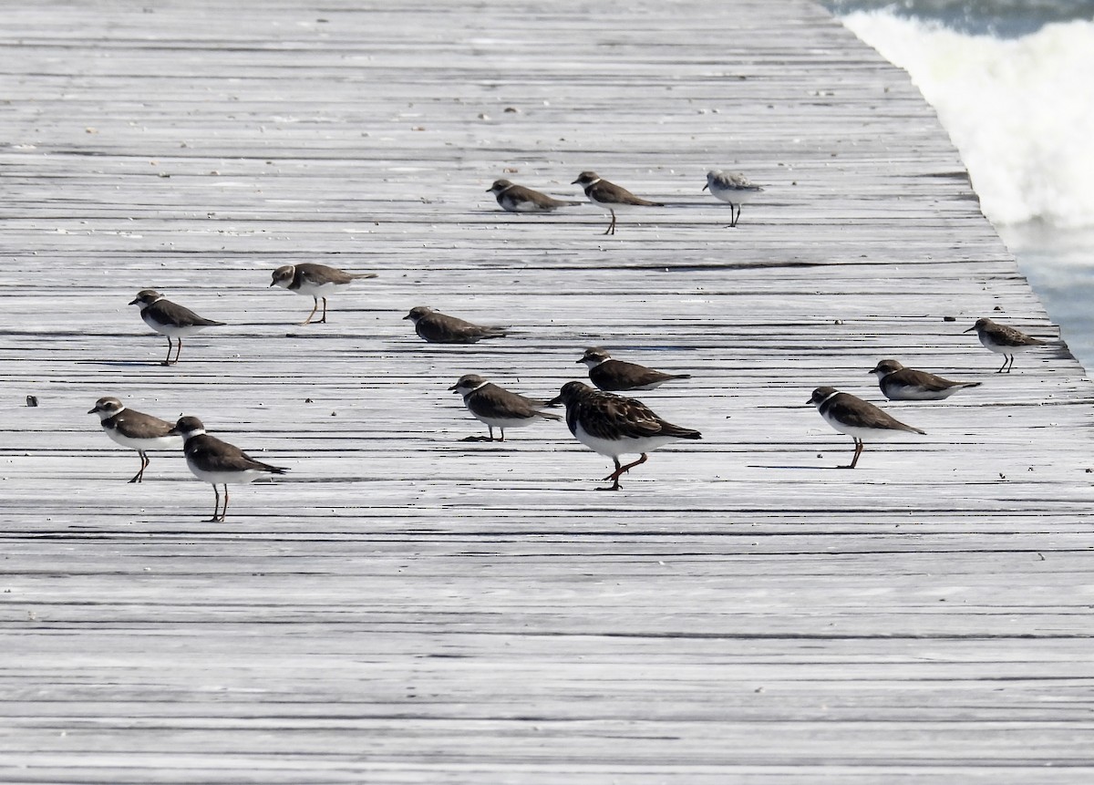 Semipalmated Plover - ML644204705
