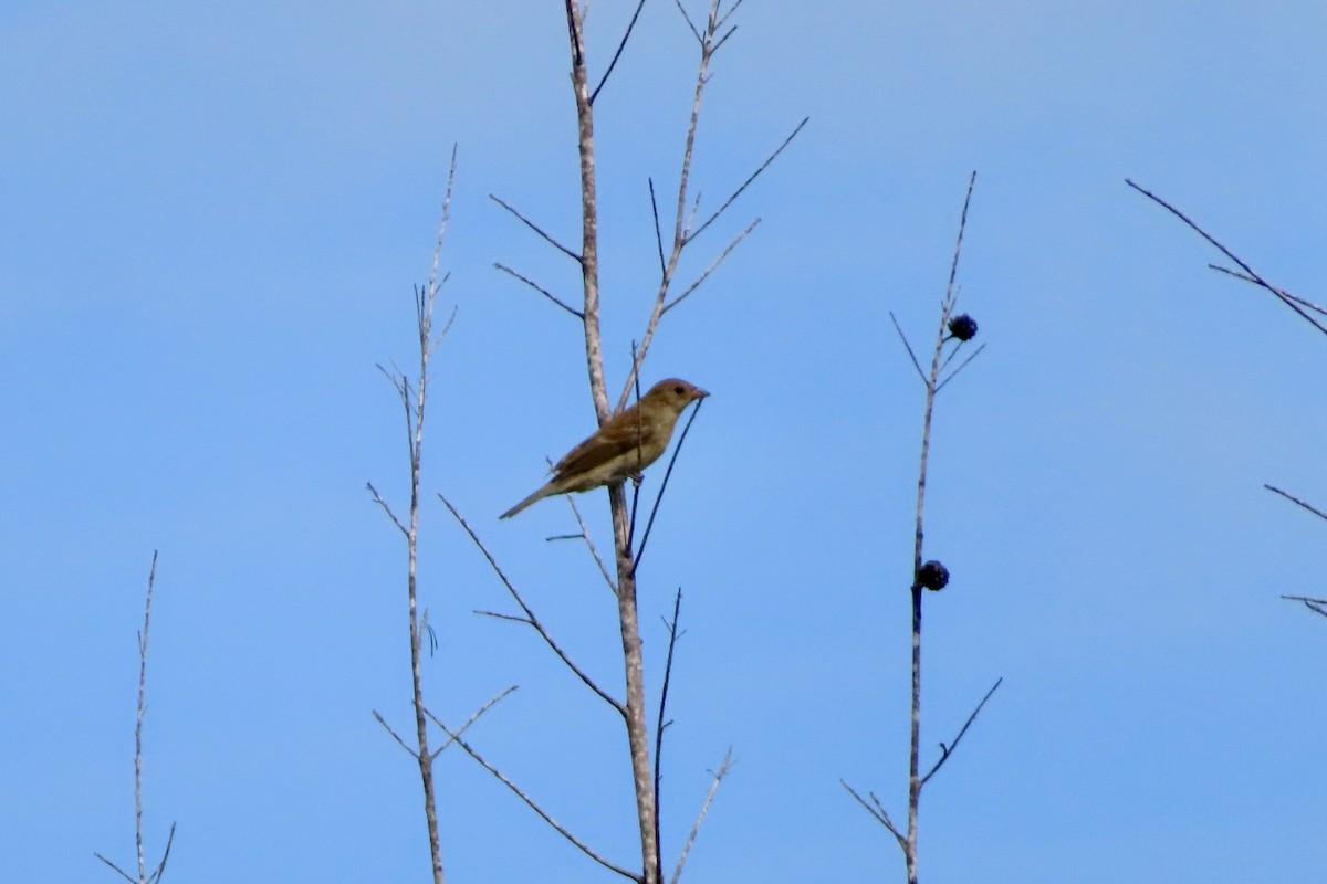 Passerin indigo - ML644204706