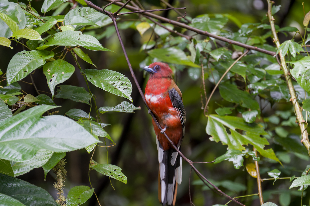 Red-headed Trogon - ML644204726