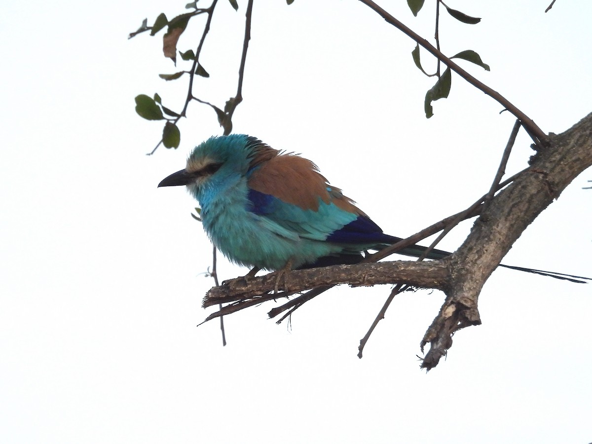 Abyssinian Roller - ML644204730