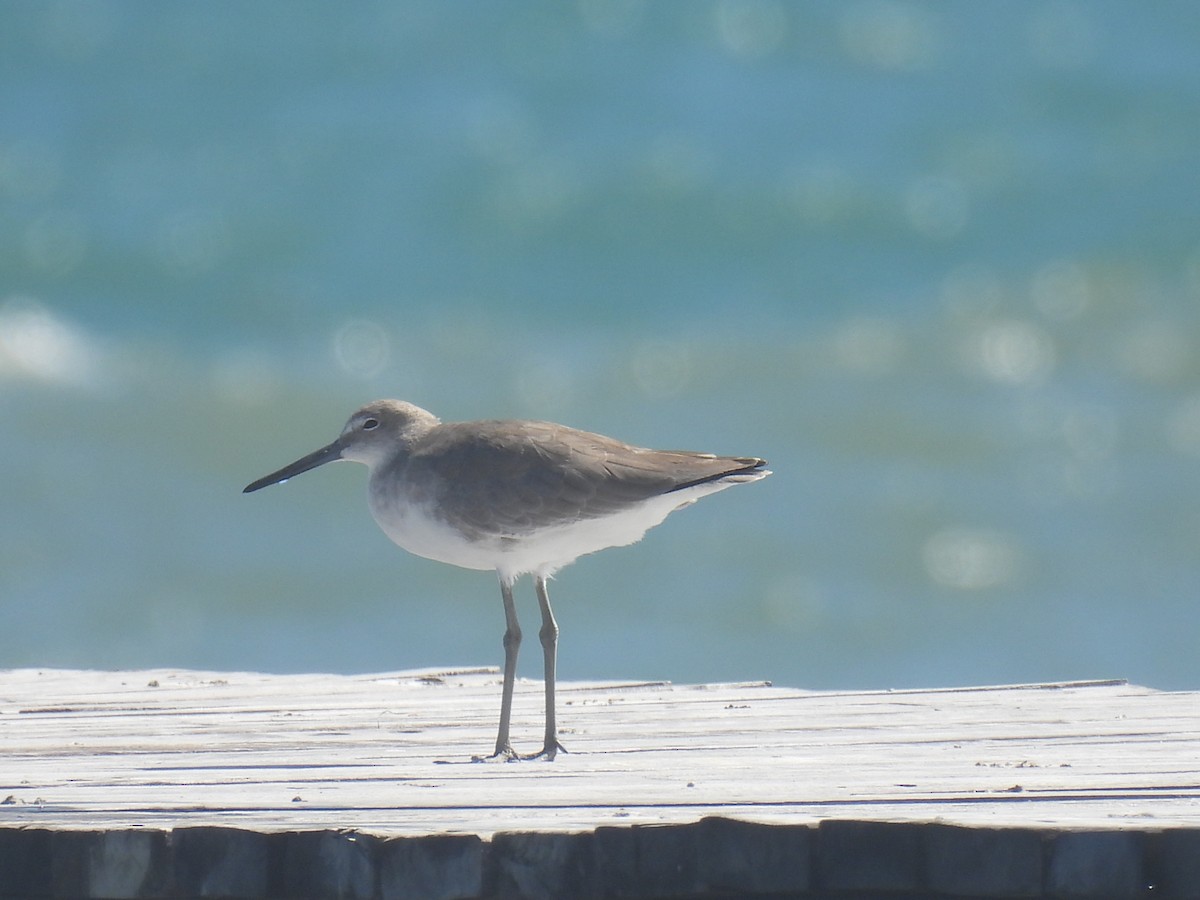 Willet - ML644204731