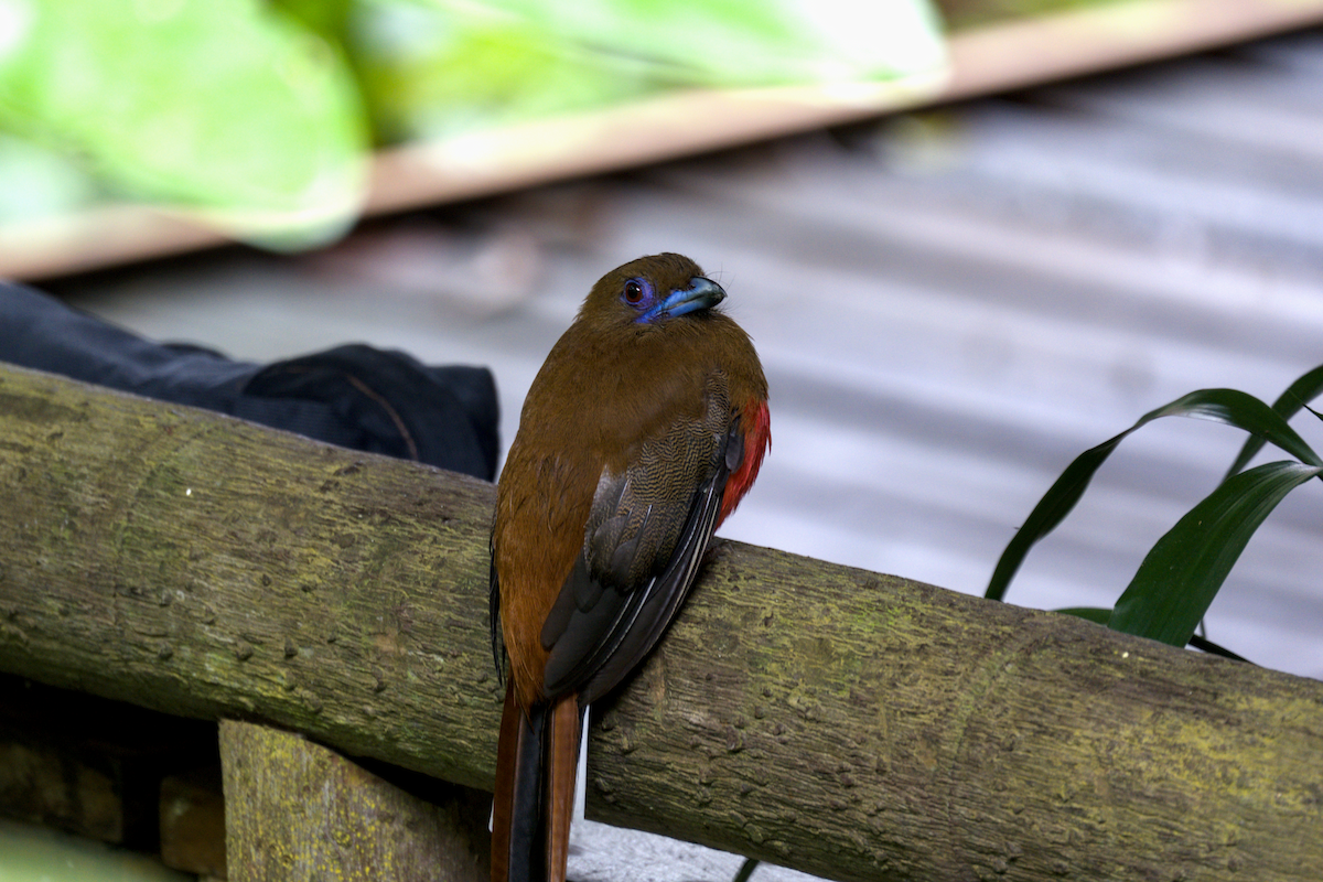 Red-headed Trogon - ML644204738