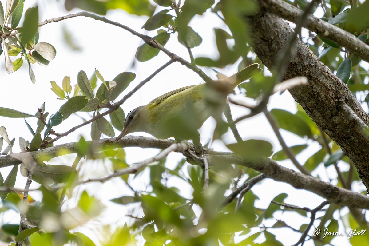 Yellow-green Vireo - ML644204751