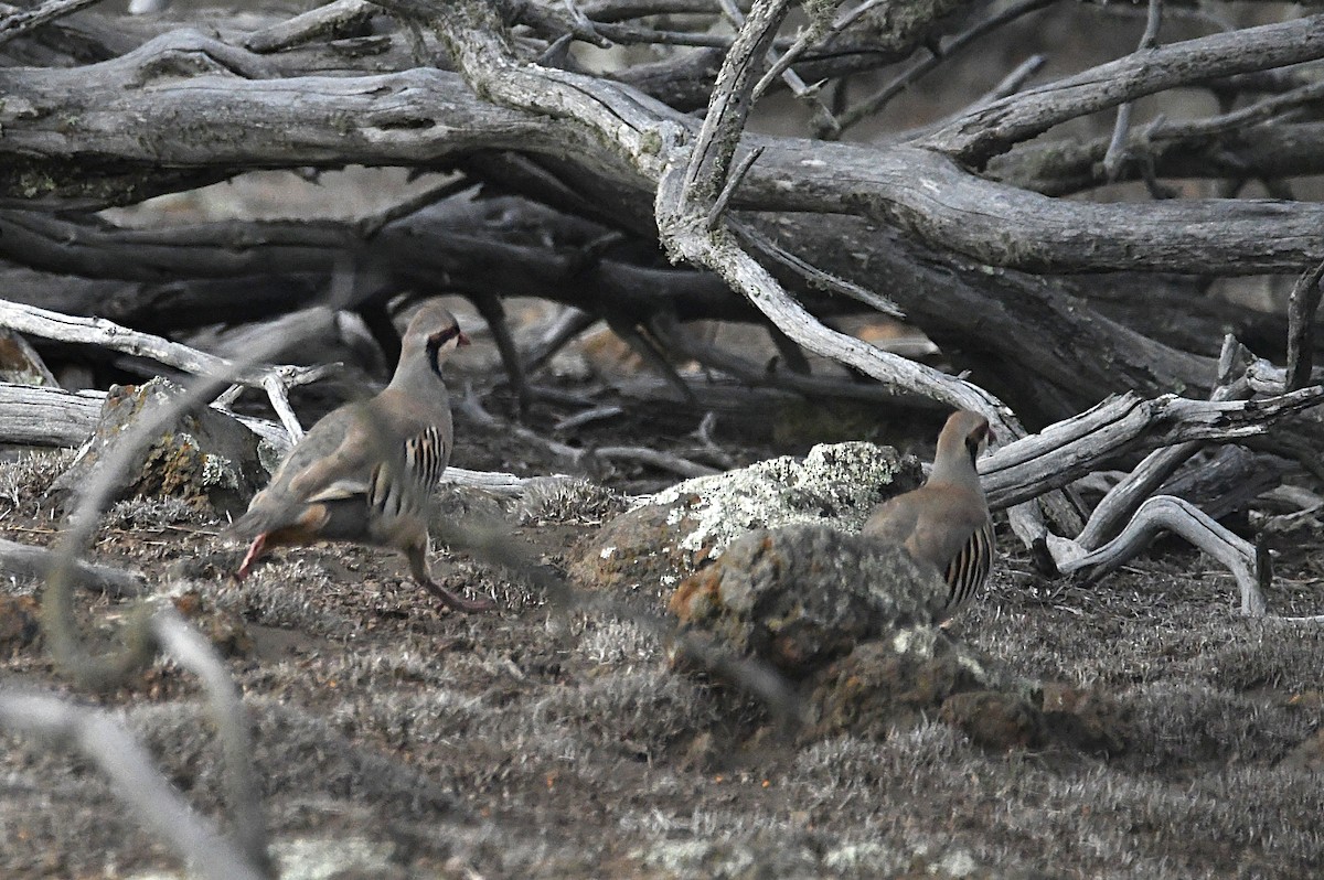 Хахилаг - ML644204763