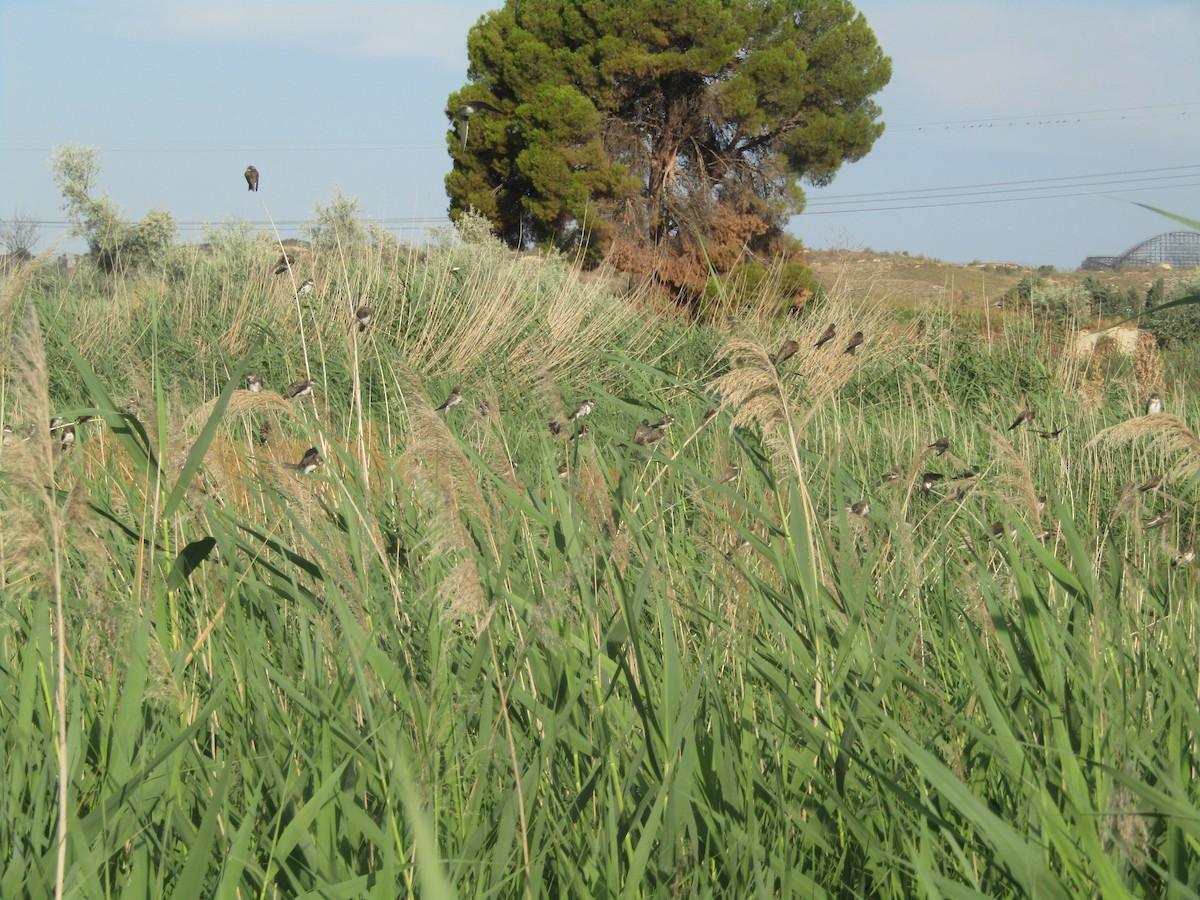 Uhalde-enara arrunta - ML644204769