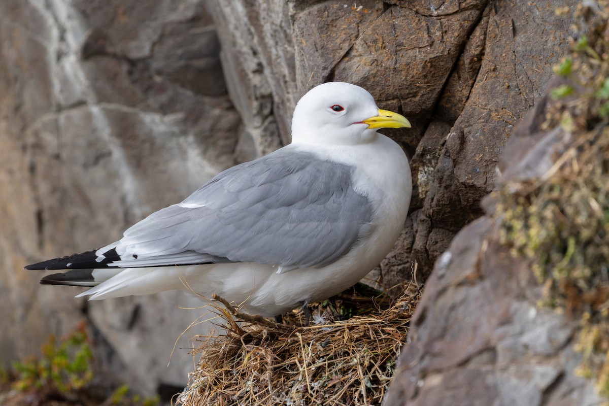 Black-legged Kittiwake - ML644204772