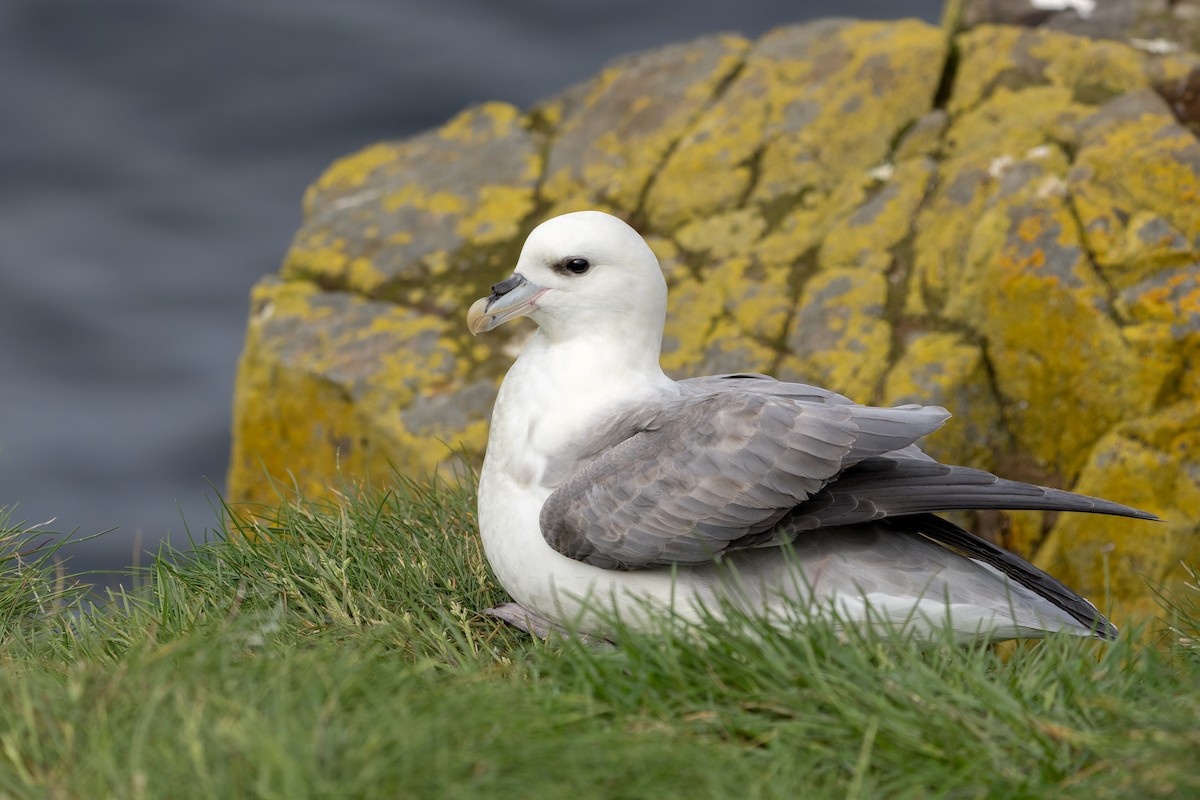 Northern Fulmar - ML644204778