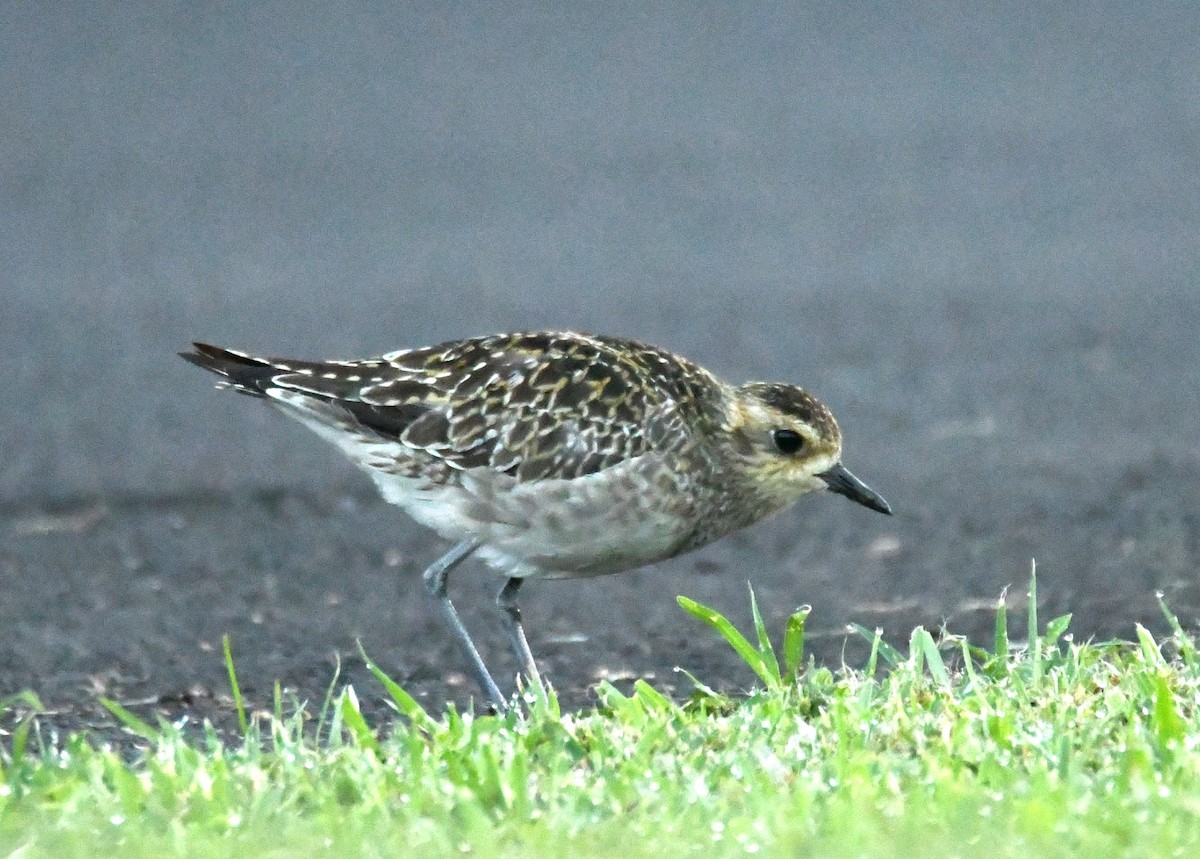 Азийн сүвээ цагаан - ML644204782