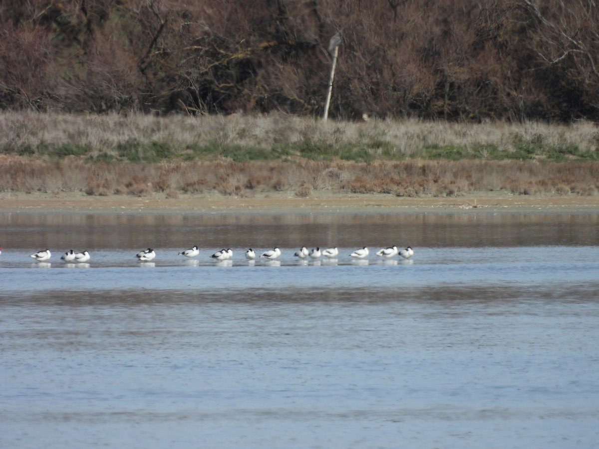 Pied Avocet - ML644204795