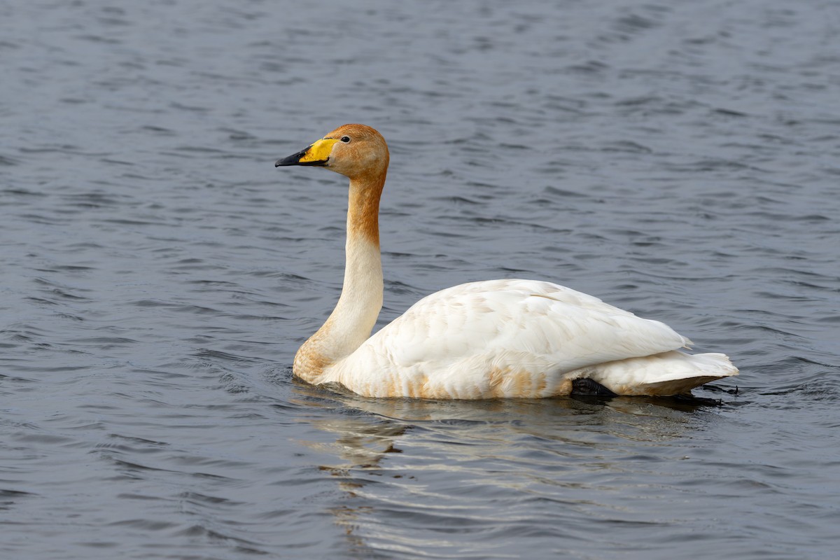 Whooper Swan - ML644204805