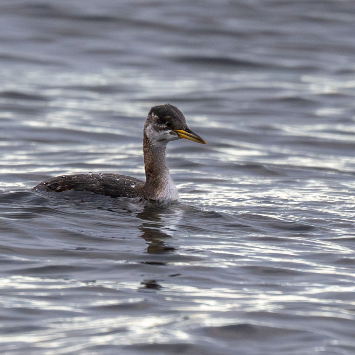 Red-necked Grebe - ML644204819