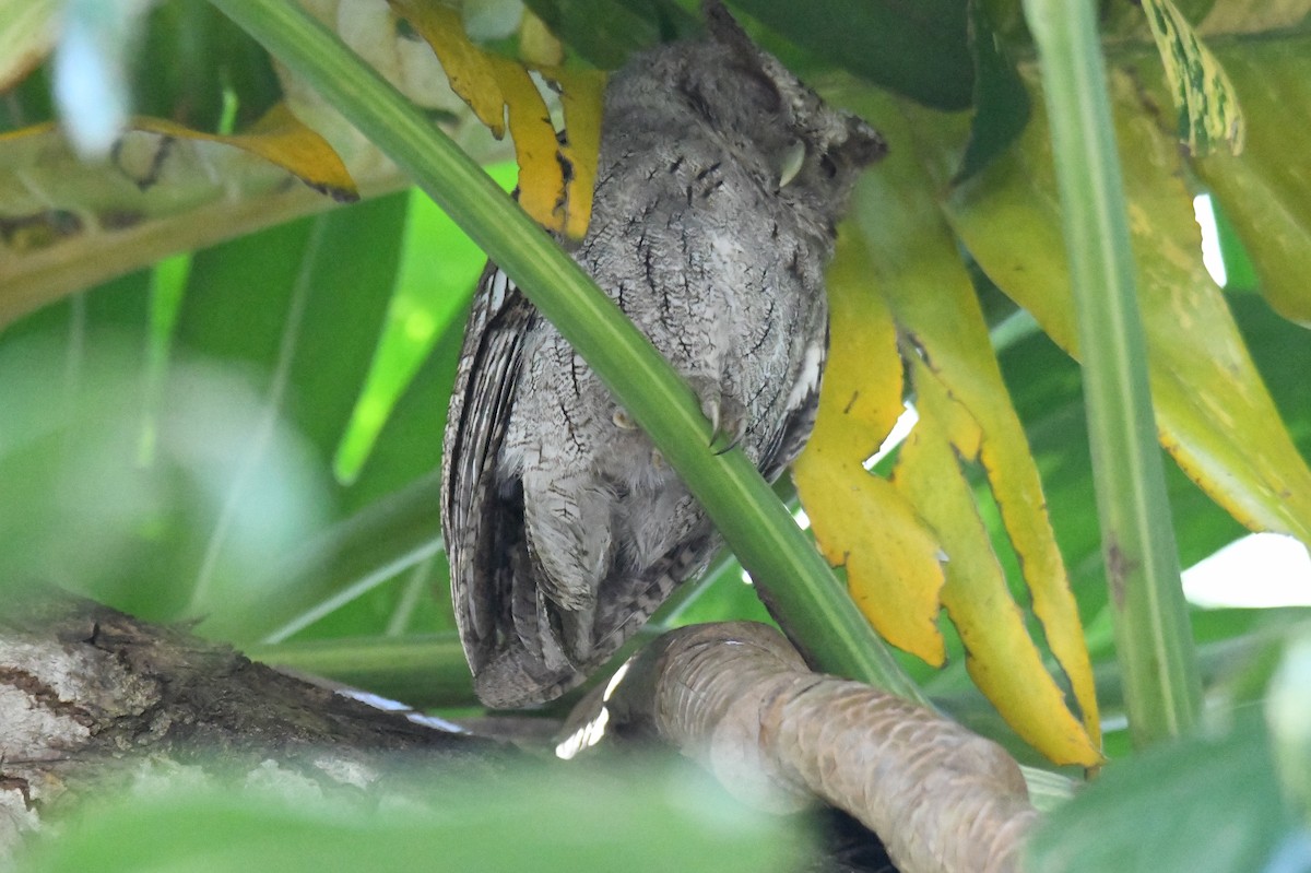 Pacific Screech-Owl - ML644204845