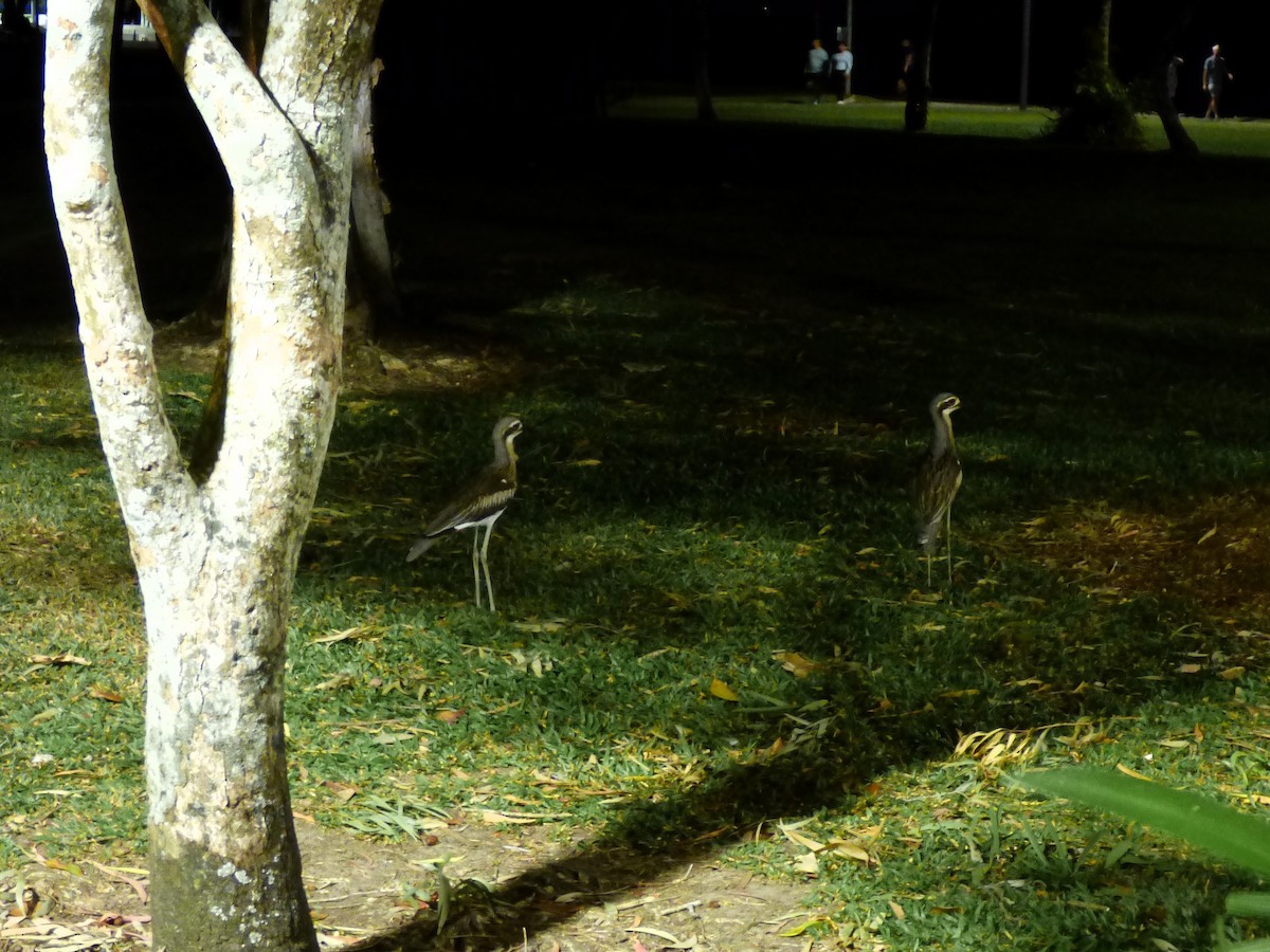 Bush Thick-knee - ML644204846