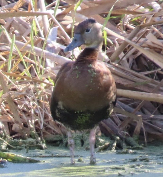 Black-bellied Whistling-Duck - ML644204854