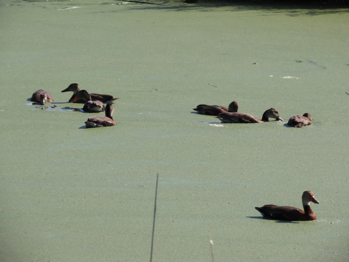 Black-bellied Whistling-Duck - ML644204855