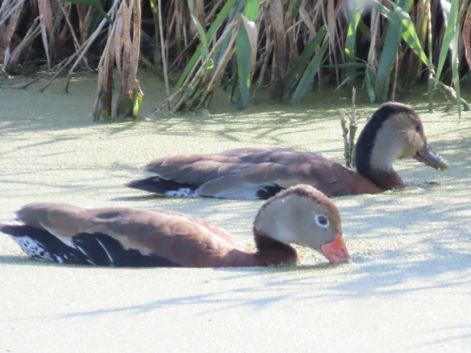 Black-bellied Whistling-Duck - ML644204856