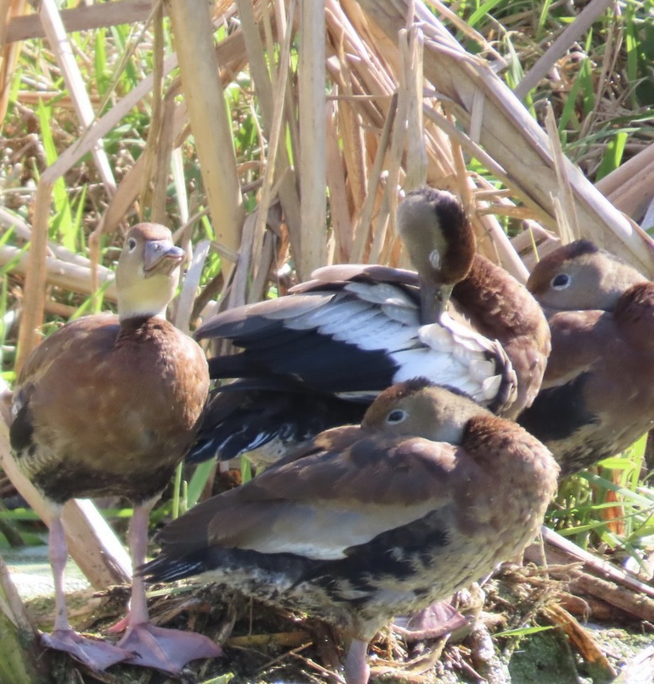 Black-bellied Whistling-Duck - ML644204857