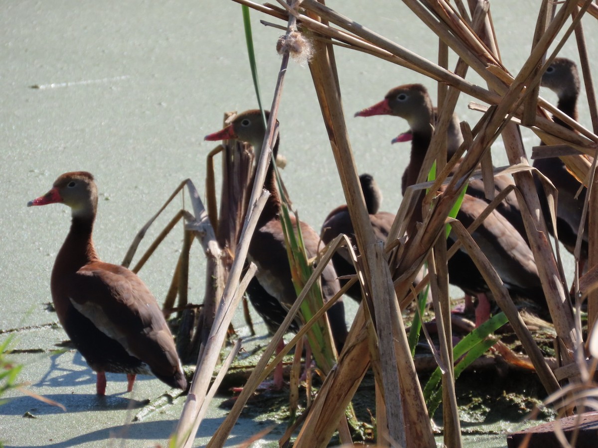 Black-bellied Whistling-Duck - ML644204858