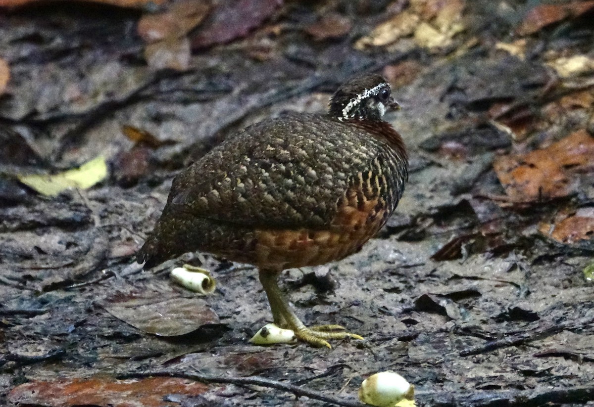 Sabah Partridge - ML644204860