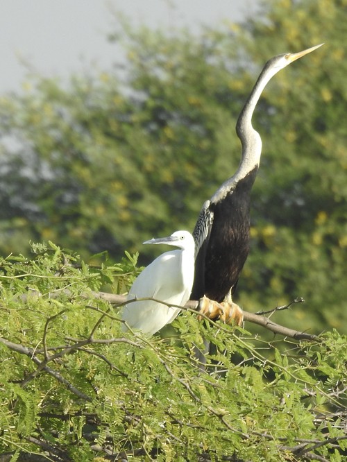 Anhinga roux - ML644204862